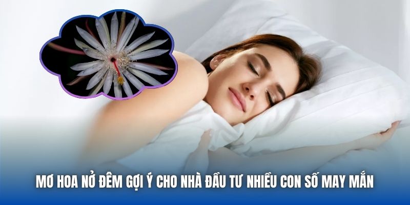 Mơ hoa nở đêm gợi ý cho nhà đầu tư nhiều con số may mắn