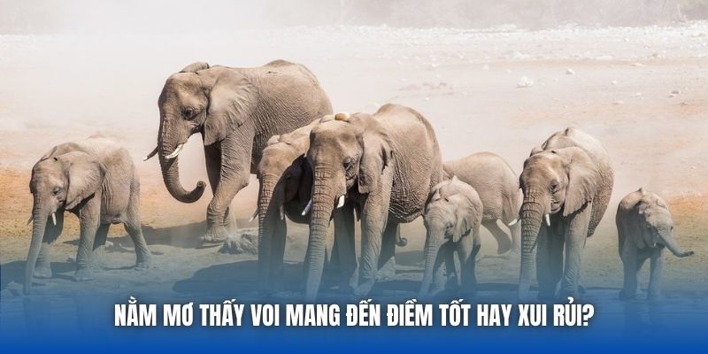 Nằm mơ thấy voi mang đến điềm tốt hay xui rủi?