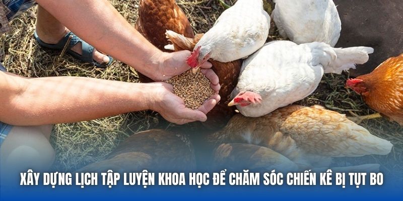 Xây dựng lịch tập luyện khoa học để chăm sóc chiến kê bị tụt bo